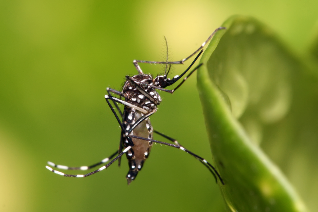 Le moustique d'Egypte, Aedes aegypti