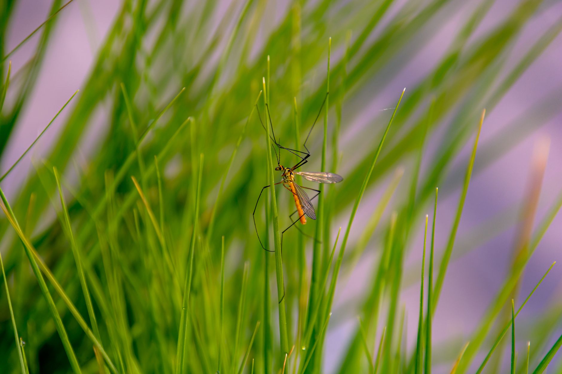 Detailed image of a mosquito perched on vibrant green grass, captured in Coesfeld, Germany.