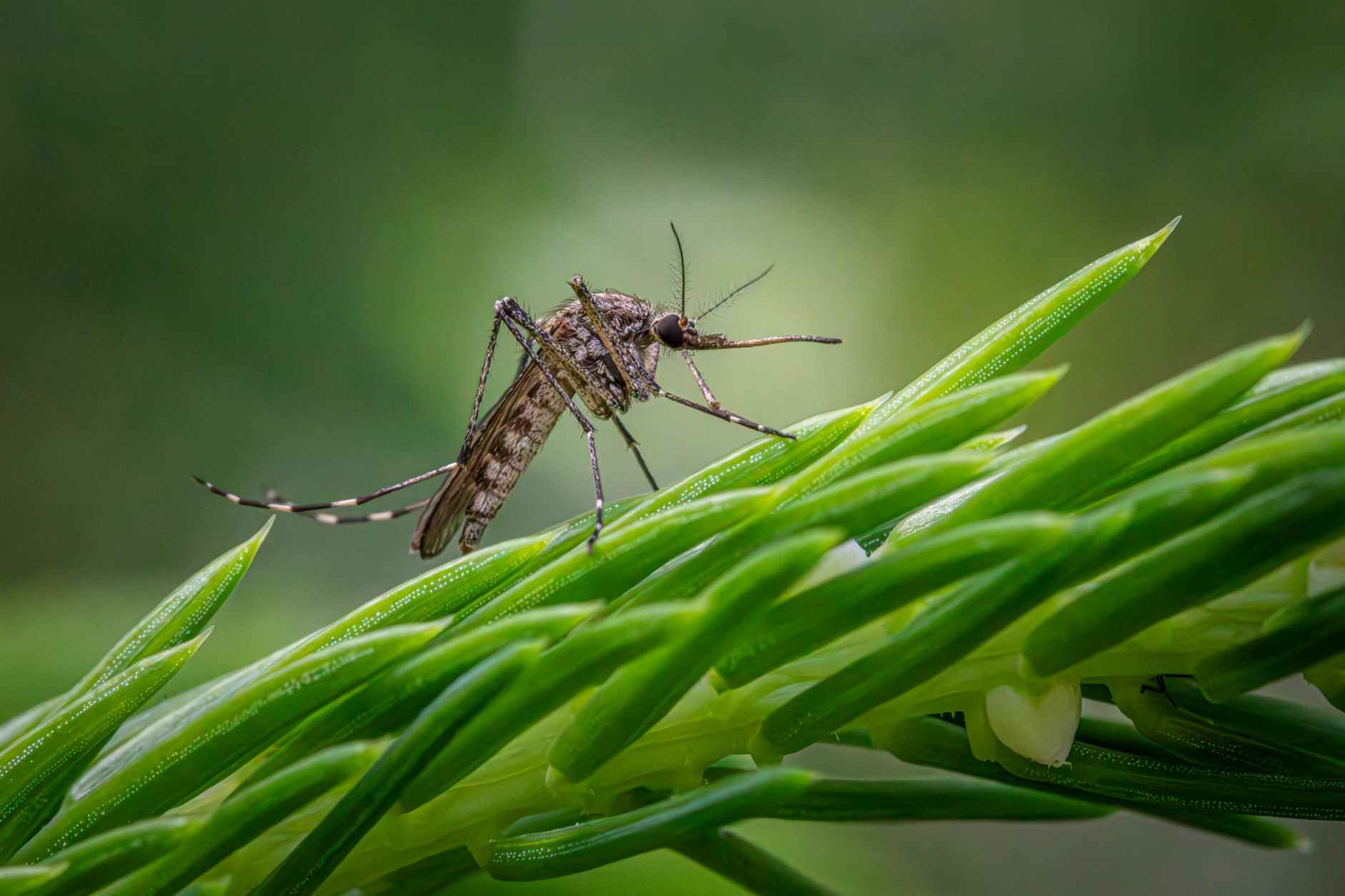 Detailed macro shot of a Southern Saltmarsh Mosquito perched on a green plant stem.