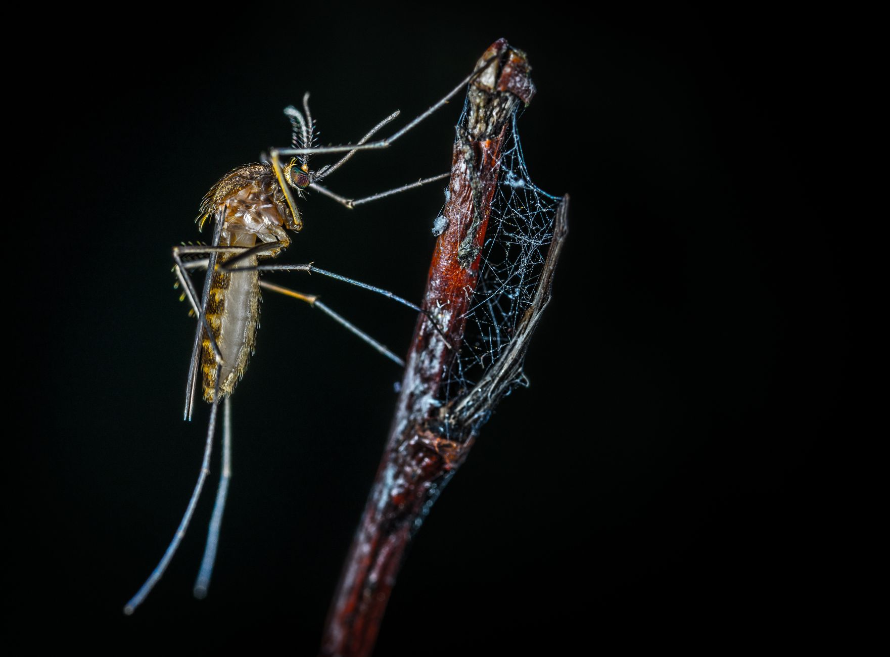 Detailed macro photograph of a mosquito perched on a web-covered branch at night.