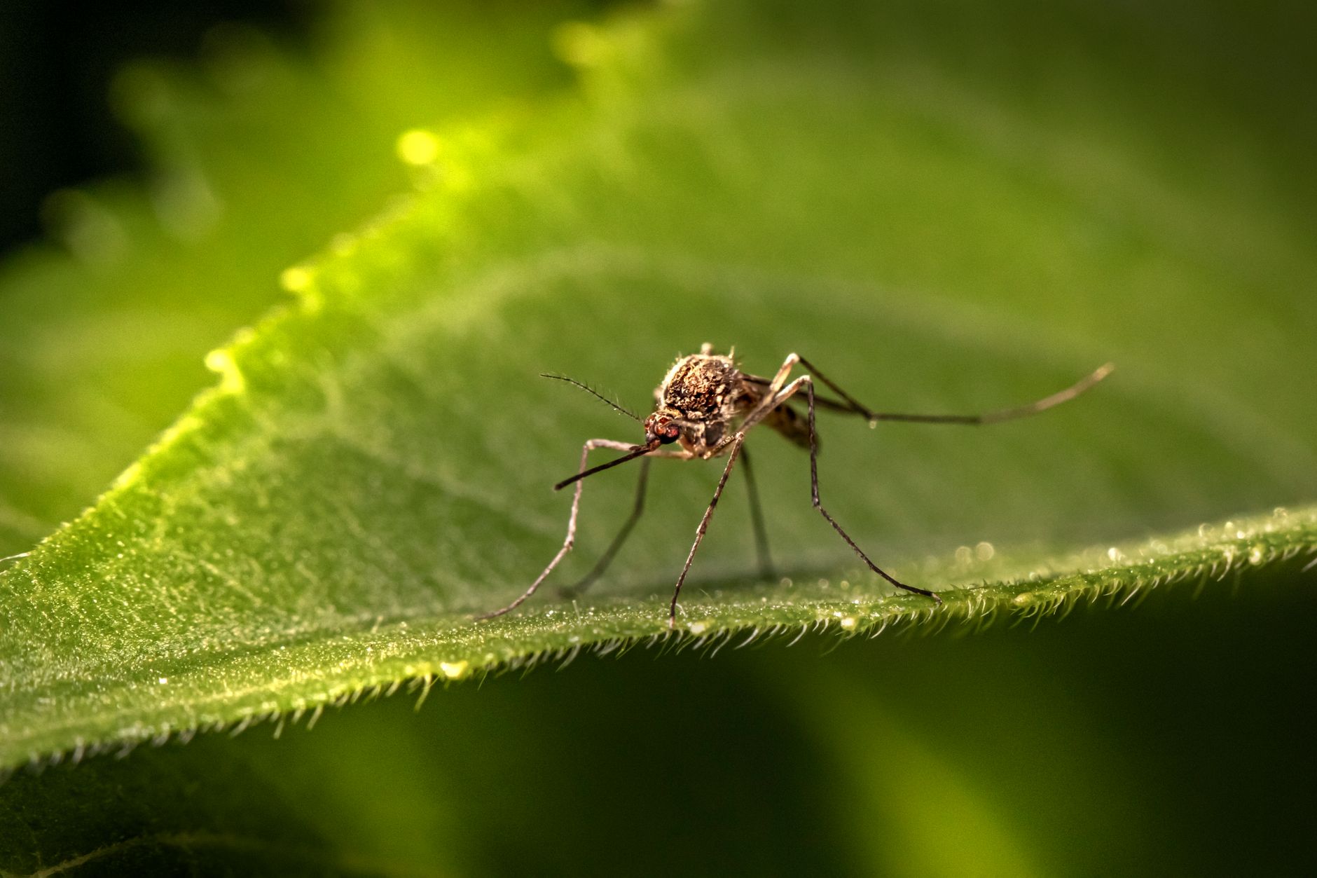 Close-up macro photography of a mosquito perched on a green leaf, showcasing intricate details.